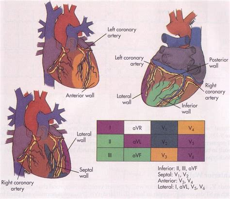 27 Best Anatomic Terms Images On Pinterest Breastfeeding Critical