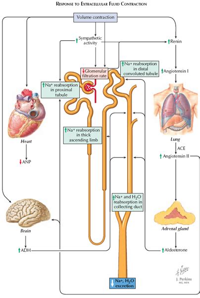 Renal Handling Of Sodium And Chloride Response To Extracellular Fluid