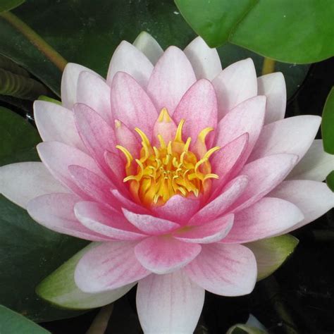 Nymphaea Darwin Pink Water Lily