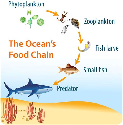 Phytoplankton In The Oceanic Food Chain Bing Images Makanan