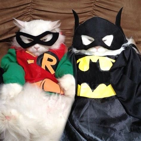 You Got Your Photo Are We Done Now Batman Cat Cat Costumes Cute