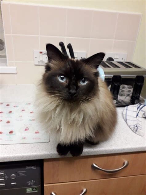 Female Chocolate Point Ragdoll Cat In Middlesbrough North Yorkshire