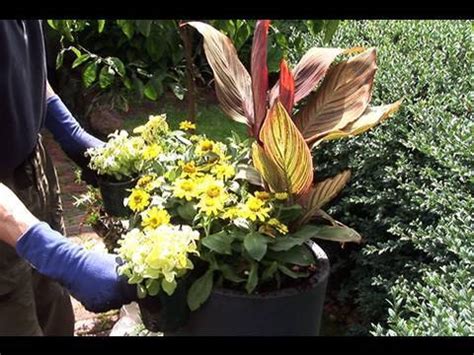 To winterize potted cannas, simply move the pots indoors. Planting Canna "Tropicanna" in Containers - YouTube