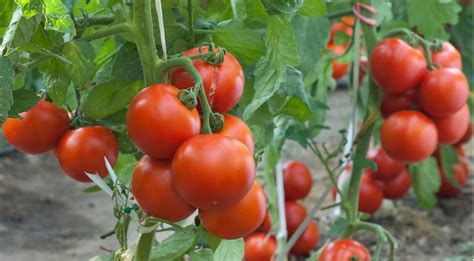 How To Grow Tomatoes Help And Ideas Diy At Bandq