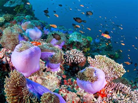 بحث عن الشعاب المرجانية