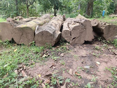 Dandeli Teak Wood Logs At Rs 5450cubic Feet Teak Wood Logs Id 17911712048