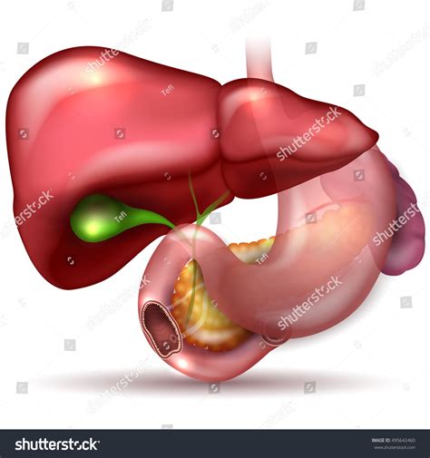 Liver Stomach Pancreas Gallbladder And Spleen Detailed Anatomy