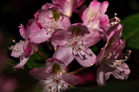Mountain Rhododendron Flowers Free Nature Pictures By Forestwander