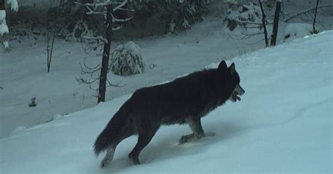 Eighth Wolf Depredation In Grant County This Year Confirmed News