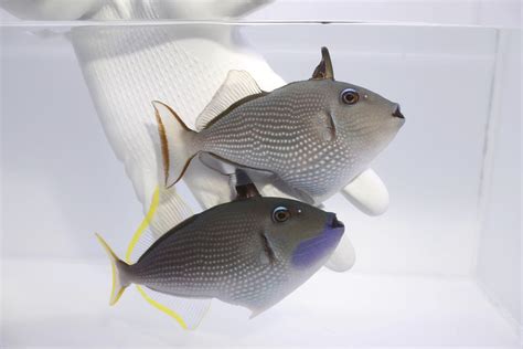 Blue Throat Triggerfish Xanthichthys Auromarginatus
