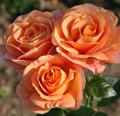 Róża Rabatowa Bengali Róże ogrodowe Sklep Sobieszek producent