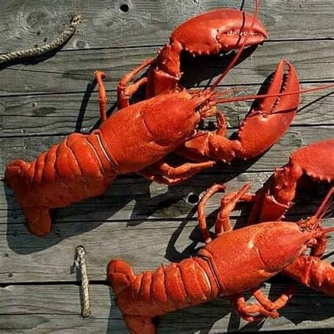 What Size Lobster To Buy Picking The Right Size Lobster
