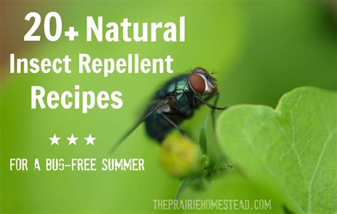 20 Homemade Insect Repellent Recipes Natural Homemade Natural Diy