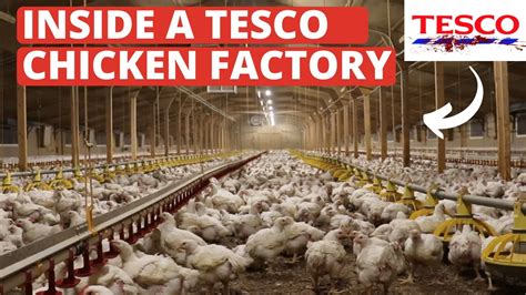 Tesco Chicken Cruelty Exposed Undercover Investigation By Open Cages Youtube