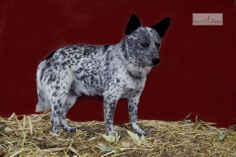Miniature Female Australian Cattle Dogblue Heeler Puppy For Sale Near