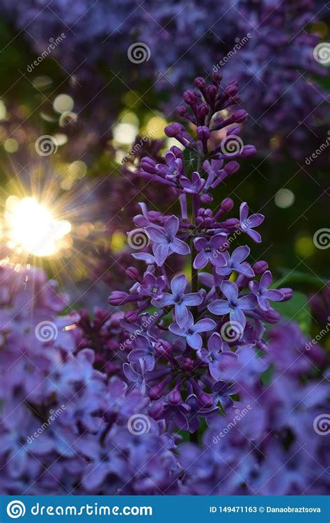Beautiful Lilac Flowers And Sun Stock Image Image Of Purple