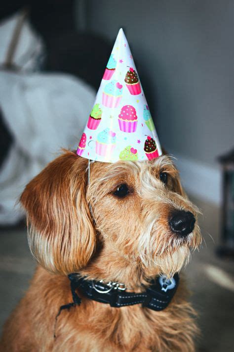 160 Dog Birthday Party Ideas Dog Birthday Party Dog Birthday Dog Party