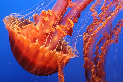 Free Images Water Underwater Orange Jellyfish Blue