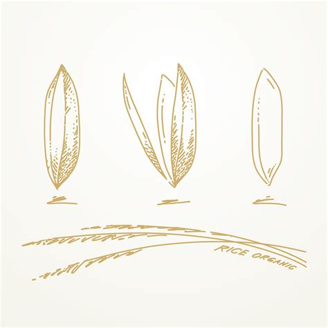 Hand Drawn Rice Grains 1211972 Vector Art At Vecteezy