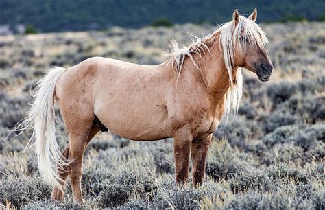Wild horse photographs featured at Glenwood opening - Colorado Mountain ...