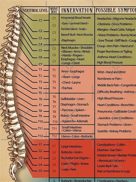 spinal nerve function chart root chart chiropractic osteopathy bowen massage scarf by