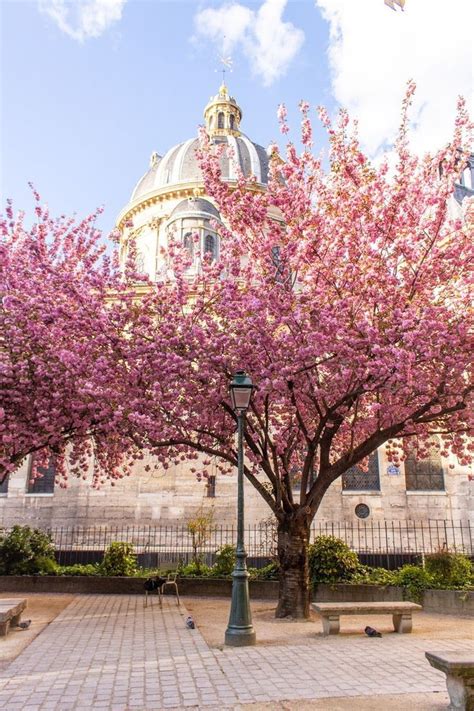 Cherry Blossoms In Paris My French Country Home Cherry Blossom Season