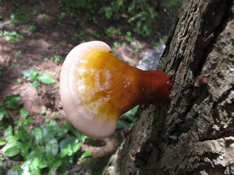 Michigan Reishi First Mushroom Hunting And