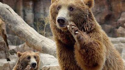 Bears Brown Desktop