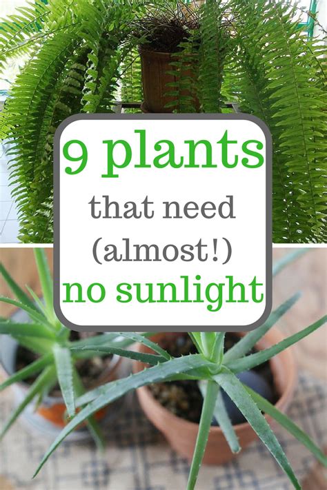 Plants That Don T Need Light To Grow Looking For Houseplants That Don