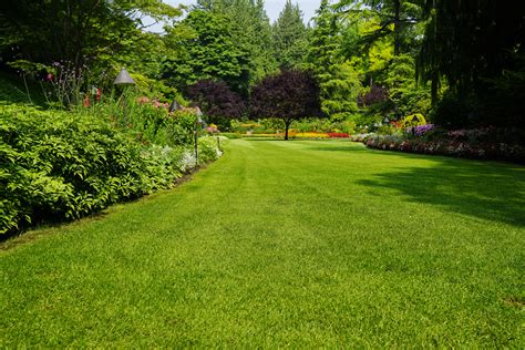 Green Lawn Tips Franks Lawn And Tree Service