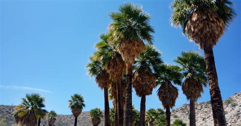Where To Find Californias Only Native Palm Trees Socal Wanderer