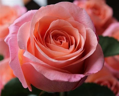 Free Image On Pixabay Pink Rose Rose Background Pink Roses
