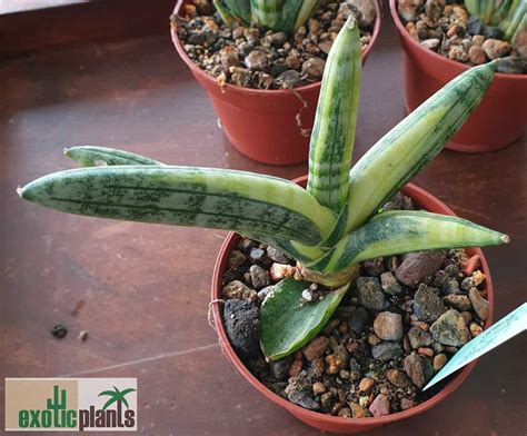 One of its common names. Sansevieria cylindrica 'Boncel' variegata - Spezialist für ...