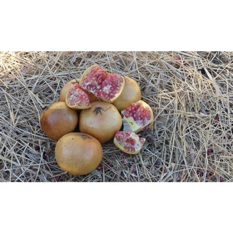 Sweet Pomegranate Tree Store Tomorrows Harvest By Burchell Nursery