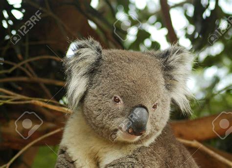 Cute Koala Bear Pictures Aesthetic Elegants