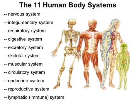 What Are The Systems Of The Human Body And Their Functions Slideshare