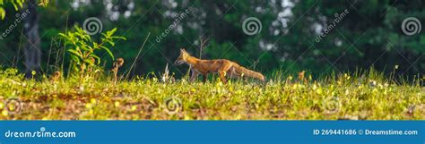 Wild Red Fox Vulpes Vulpes Strolling Left Through Well Lit Sunny