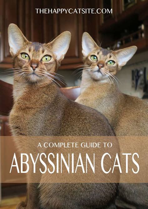 Abyssinian Cat Breed Information Center A Complete Breed Guide