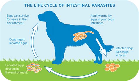 Intestinal Parasites Dupont Veterinary Clinic