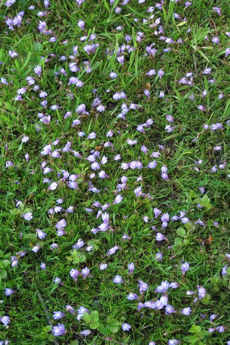 Flowering Ground Cover Shade Plants Groundcovers You Can Step On