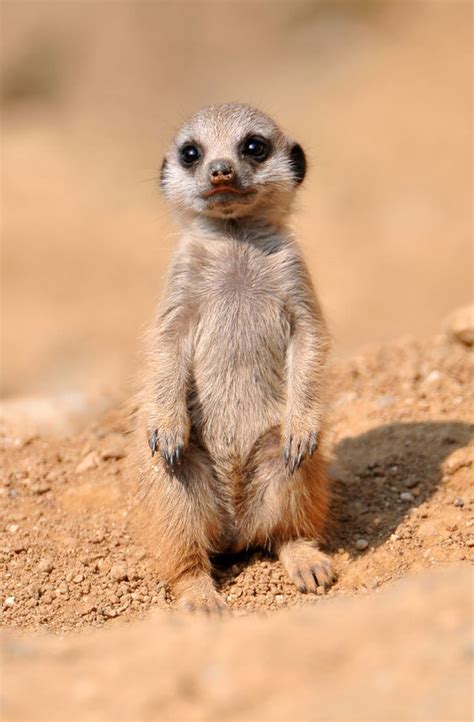 The Most Adorable Baby Meerkat Photos Ever Put Online 20 Pics