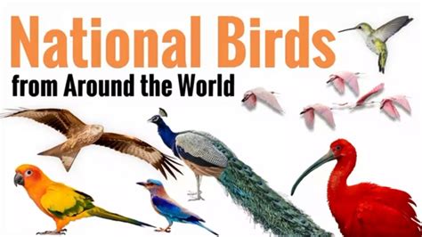 National Birds From Around The World General Knowledge Youtube