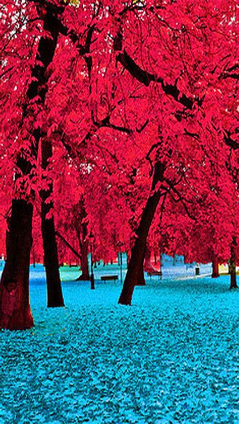 Beautiful Trees Pictures Photos And Images For Facebook