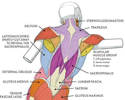 Neck Shoulder Muscles