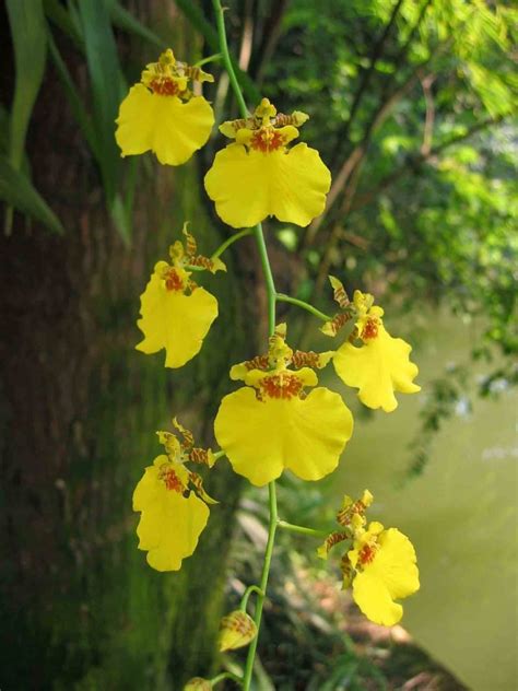 Oncidiums Dancing Lady Orchids Types How To Grow And Care Florgeous