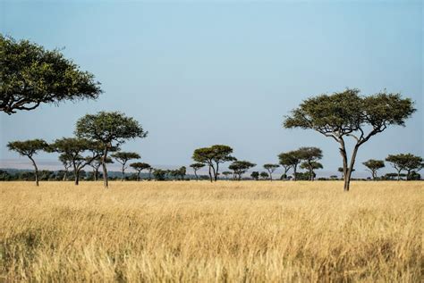 African Savanna Pictures Download Free Images On Unsplash