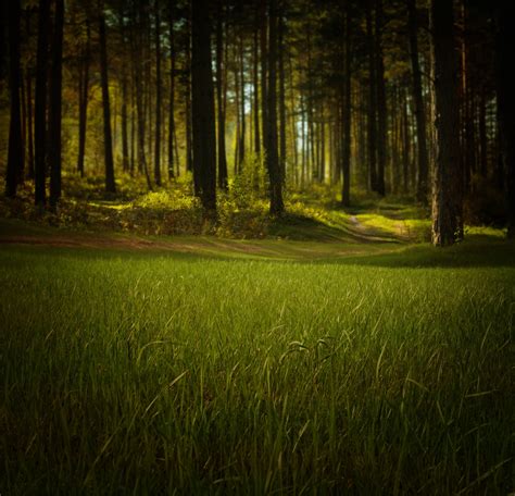 Mysterious Forest Free Stock Photo - Public Domain Pictures