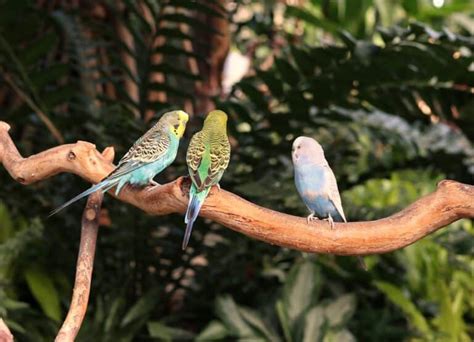 Do Parakeets Like To Be Held Embora Pets
