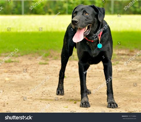 Black Adult Labrador Retriever Lab Red Stock Photo Edit Now 151716884