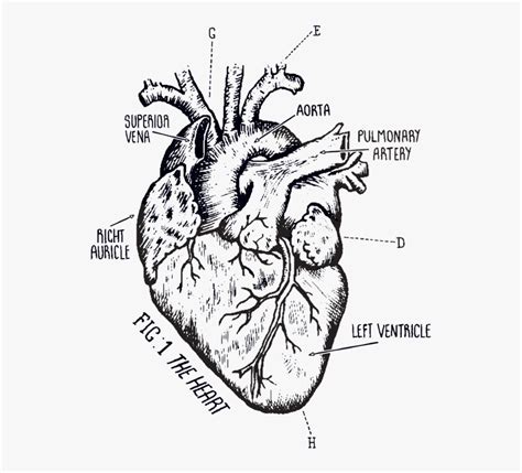 Biological Heart Drawing Hd Png Download Kindpng